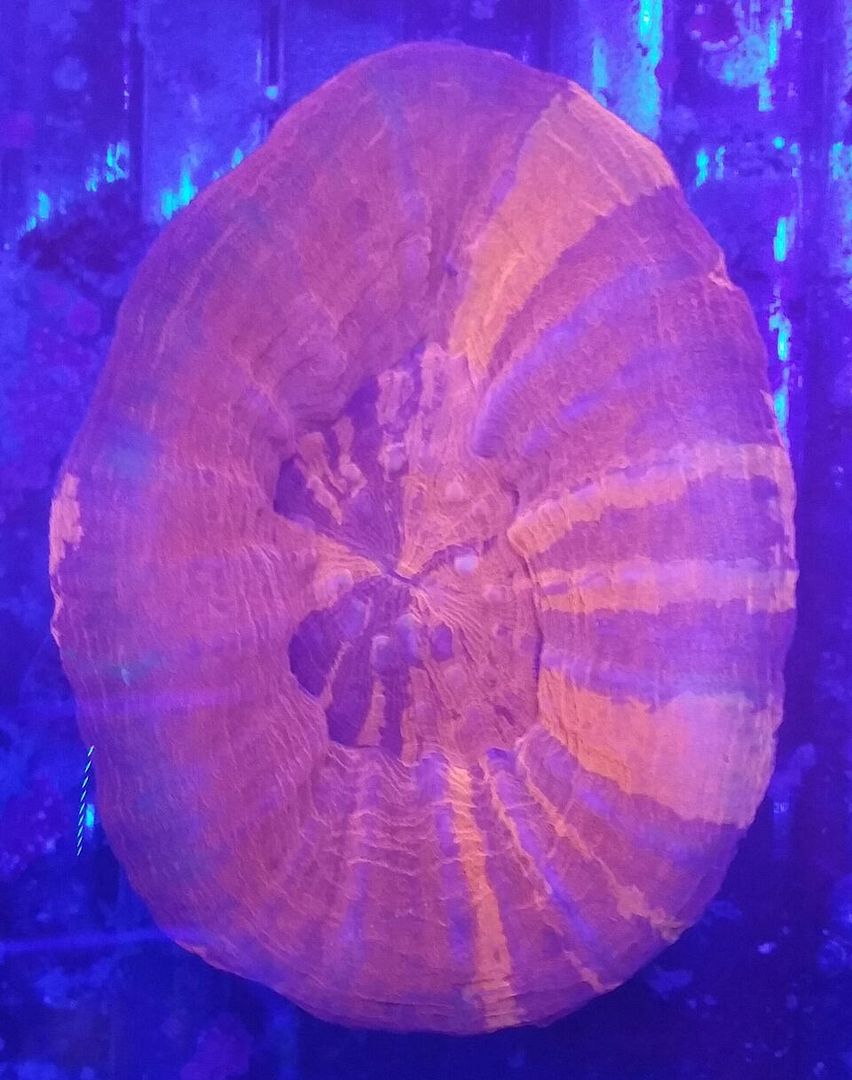 Coral Galore, And A Whole Lot More! Priced Pics!1/8 unspecified zpsoz04ggg1 - Coral Galore, And A Whole Lot More! Priced Pics!1/8