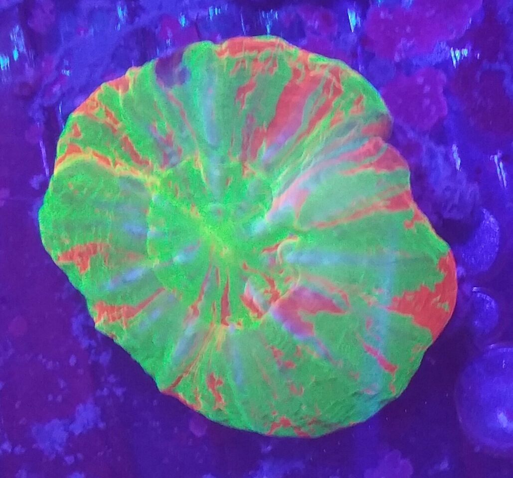 Coral Galore, And A Whole Lot More! Priced Pics!1/8 unspecified zpsqfiajcpr - Coral Galore, And A Whole Lot More! Priced Pics!1/8