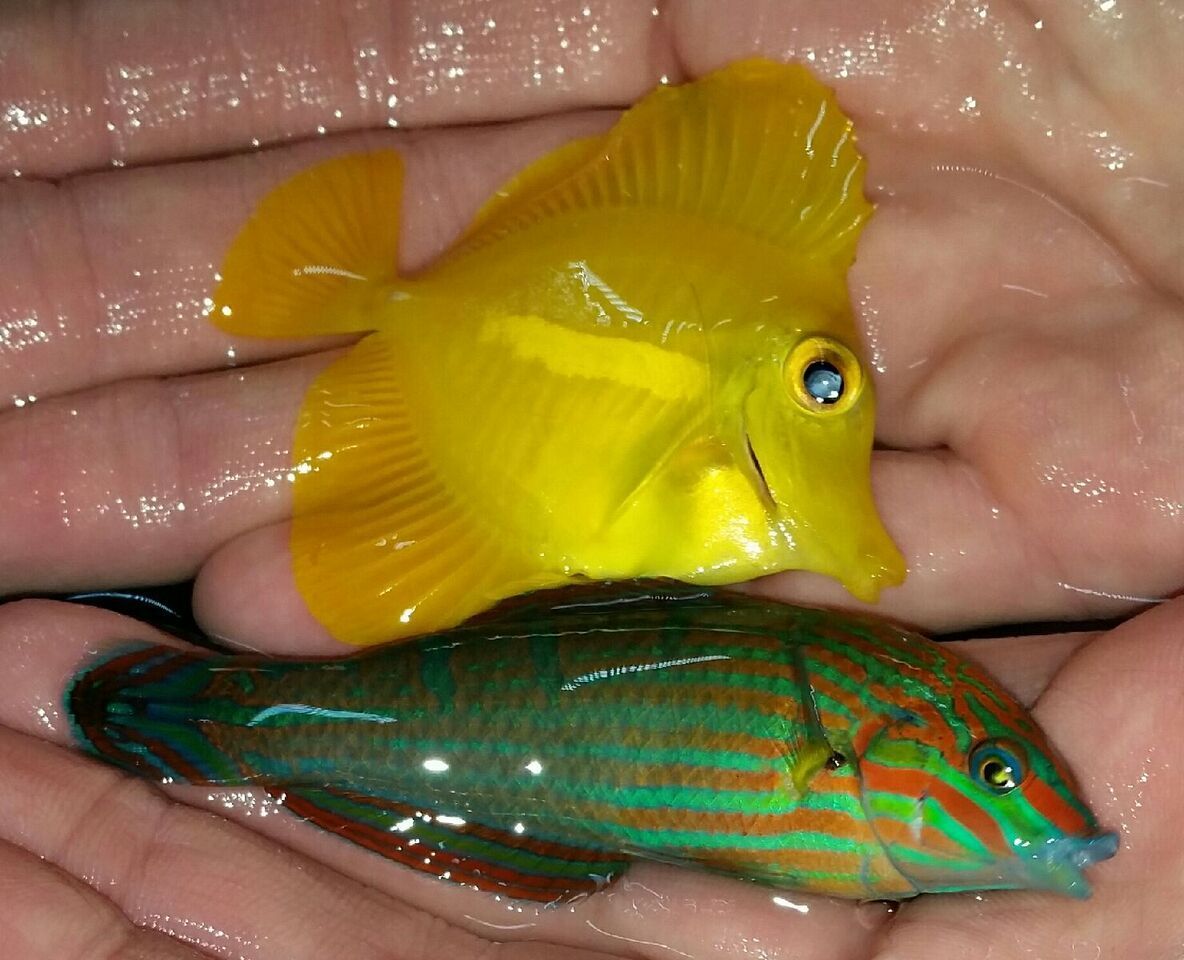 unspecified zpsrgfqcu2i - Sweetest Fish Not Swedish Fish!! Just For You! Pics/Prices!1/8/16