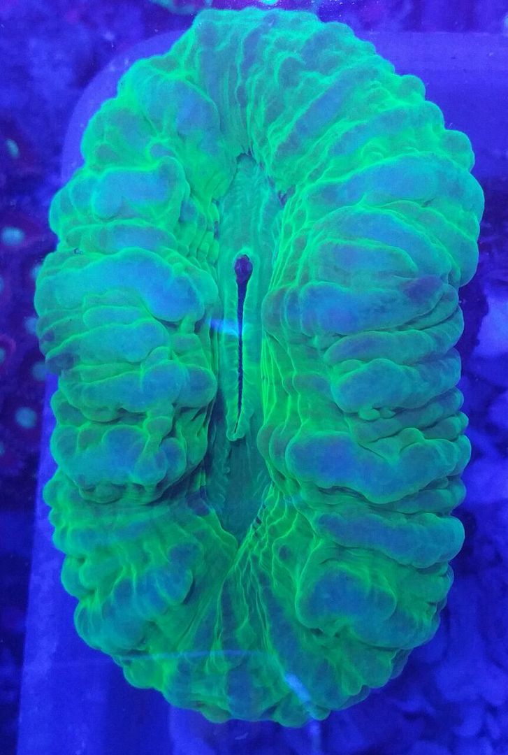 Coral Galore, And A Whole Lot More! Priced Pics!1/8 unspecified zpsrnwqbcb1 - Coral Galore, And A Whole Lot More! Priced Pics!1/8