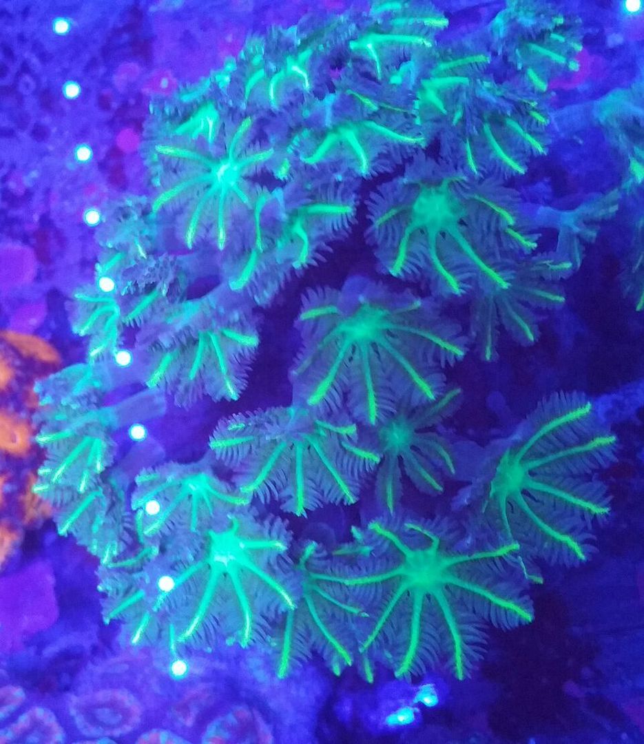 Coral Galore, And A Whole Lot More! Priced Pics!1/8 unspecified zpst4kxegpv - Coral Galore, And A Whole Lot More! Priced Pics!1/8