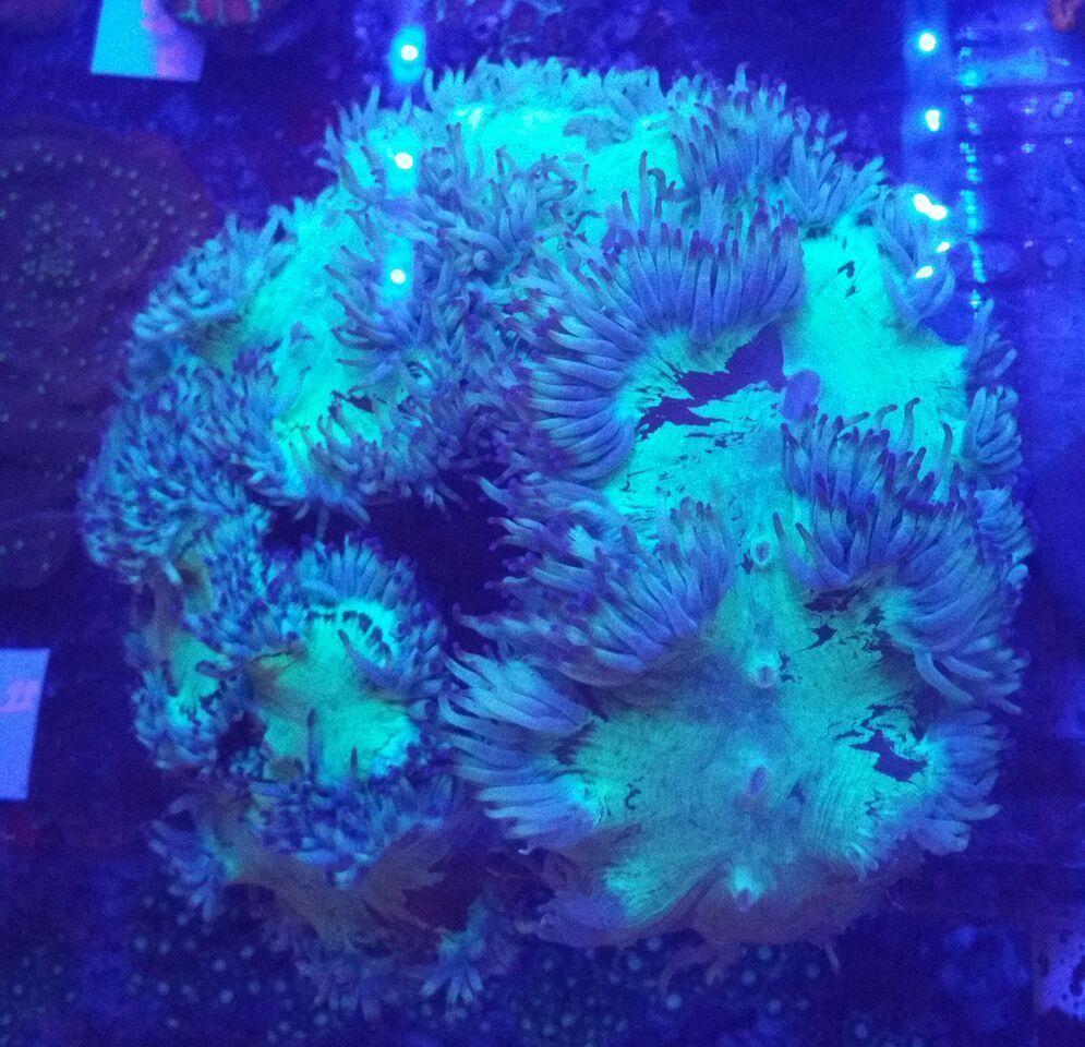 Coral Galore, And A Whole Lot More! Priced Pics!1/8 unspecified zpsu9dpombd - Coral Galore, And A Whole Lot More! Priced Pics!1/8