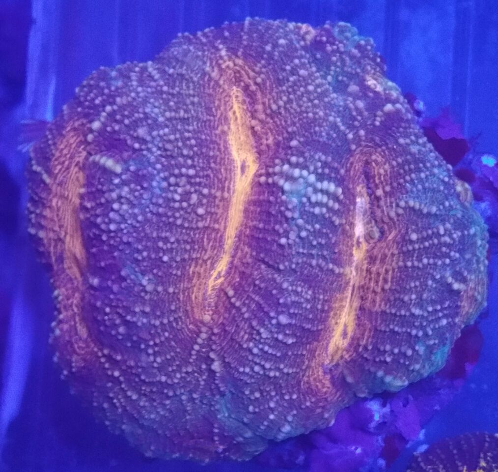 Coral Galore, And A Whole Lot More! Priced Pics!1/8 unspecified zpsufa5wtr2 - Coral Galore, And A Whole Lot More! Priced Pics!1/8