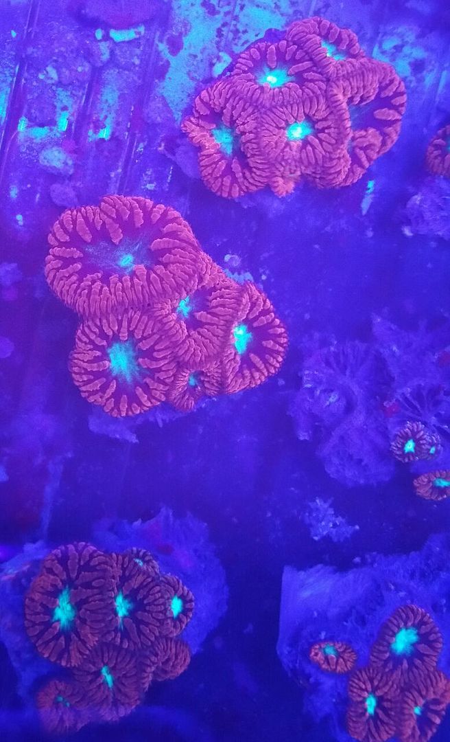 Coral Galore, And A Whole Lot More! Priced Pics!1/8 unspecified zpsvrtbb65n - Coral Galore, And A Whole Lot More! Priced Pics!1/8