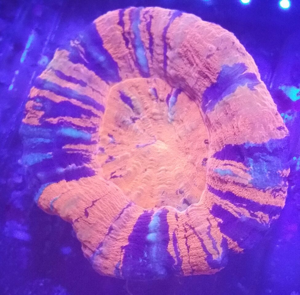 Coral Galore, And A Whole Lot More! Priced Pics!1/8 unspecified zpszp2mquvw - Coral Galore, And A Whole Lot More! Priced Pics!1/8