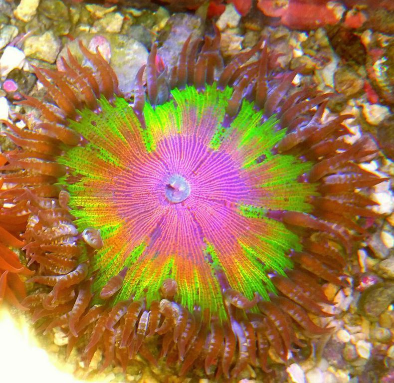 xINOL6RDQiloea J ubXn XzU6cPxL62o3y9Y0J4Iho zpskiizavfd - A Tiny Piece Of Life Here At Tropicoriom!!!