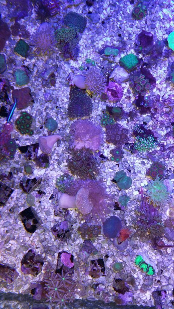 xVTJ6VR 8Ou8yrIMrthDcxY24BMXmOL52ibjXTHaqLM zpskldtl1lu - Super Coral Sale $9.99 & $24.99 Pics! Tropicorium!!!5/17
