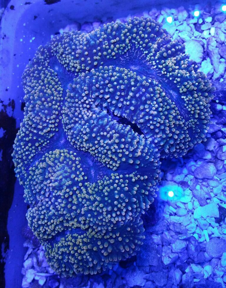 y8RFqKzDljAwqGKSXmM0 zabhCzbz1f c0BJhkw6Myk zpshi2e6rad - Killer Corals From Tropicorium!5/15