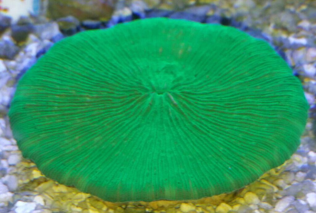 yqBfrXbkueB13TdyGfIdGazFjjbcFsaOhqCHlaeEQWs zpsr0jakbca - Killer Corals From Tropicorium!5/15
