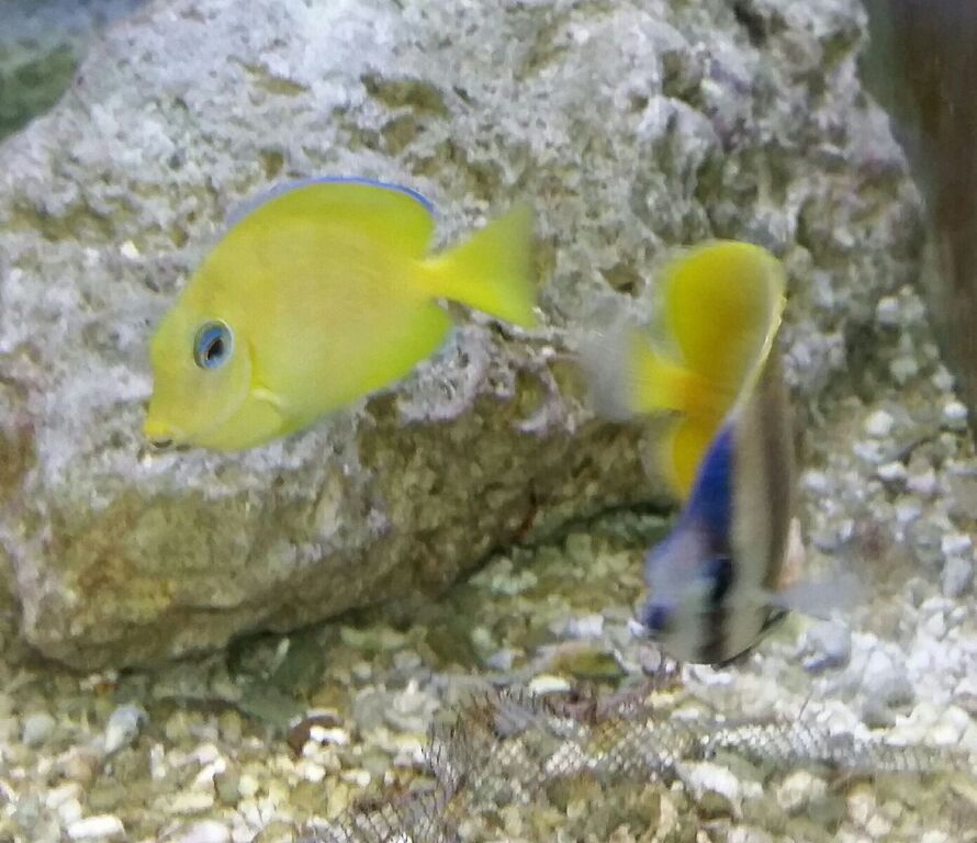 Healthiest, Happiest, Fish & Inverts Possible!!! Pics/Prices!!!10/9 zUxAsJxZSr8arSbX7czhffEcMIfCy7v pWYfx OUkww zps3wxburpn - Healthiest, Happiest, Fish & Inverts Possible!!! Pics/Prices!!!10/9