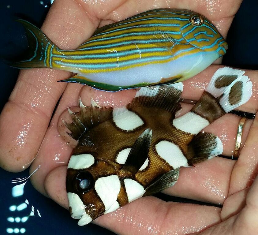 zZeO13bWw uYir2E95oQOumzvh xrmWLu 9t FgTuRw zpsg5pqiyea - Fresh Fish! Pics & Prices!! Only From Tropicorium!!!12/4/15