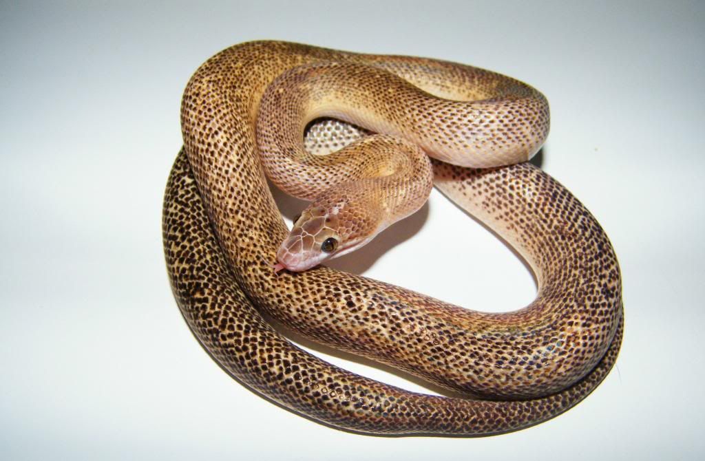 Marble Childreni Pictures | Aussie Pythons and Snakes