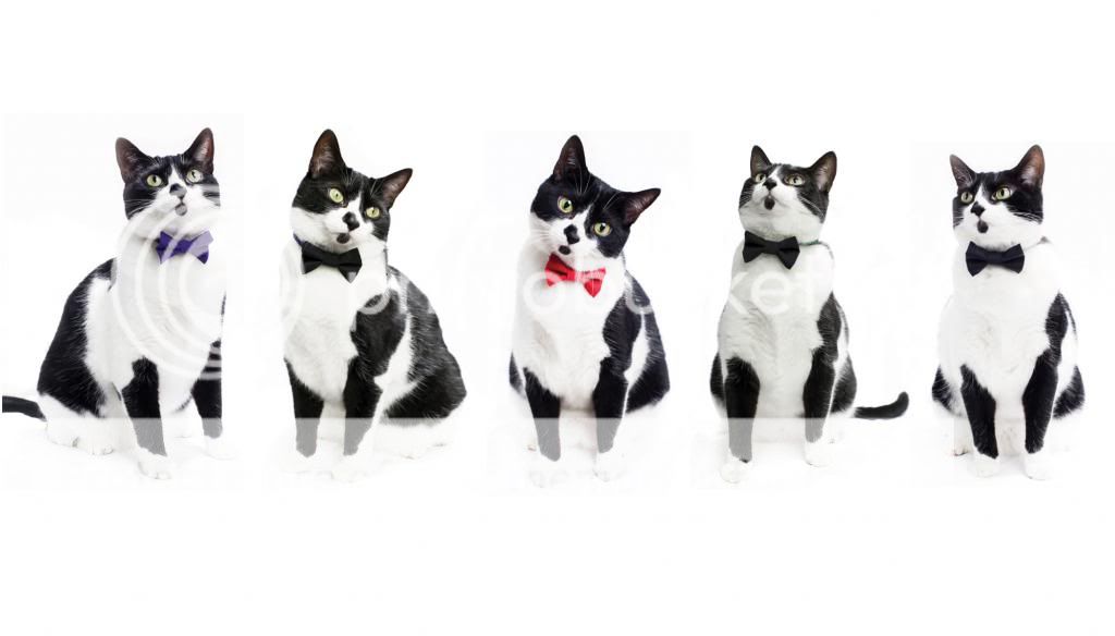 Sweet Pickles Designs