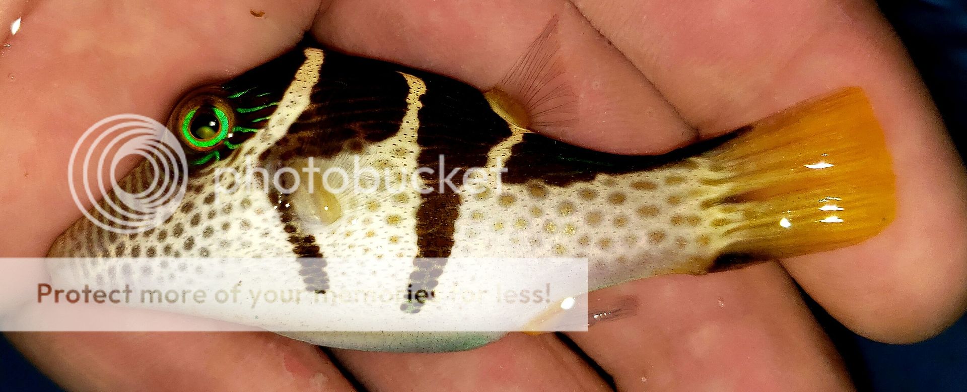  lT0q7rQ zpsbfz7k3xk - Blue Spotted Stingray, Fresh Horn Sharks And A Whole Lot More!!!