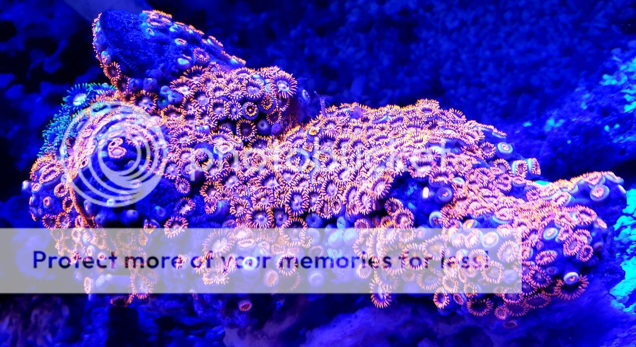 72BOcr7A zpshrd4ss4s - Sweet Zoas And A Whole Lot More In At Tropicorium!!!
