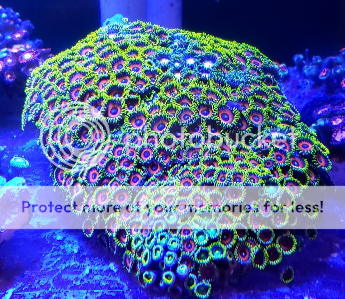 L4VtKBXA zps5m0jaixw - Sweet Zoas And A Whole Lot More In At Tropicorium!!!