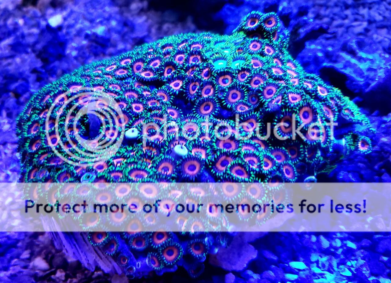 cp925vdw zpsgxunjhfn - Sweet Zoas And A Whole Lot More In At Tropicorium!!!