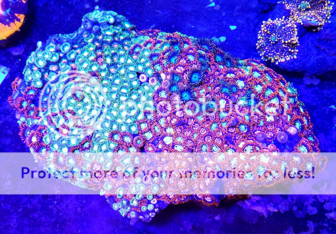vowwFInA zps01w6phfr - Sweet Zoas And A Whole Lot More In At Tropicorium!!!