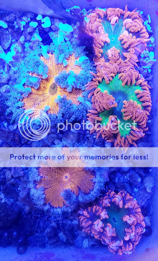 Nq3 dzug zpsmungnbpm - Crazy Corals All Over The Place At The Tropicorium!!!