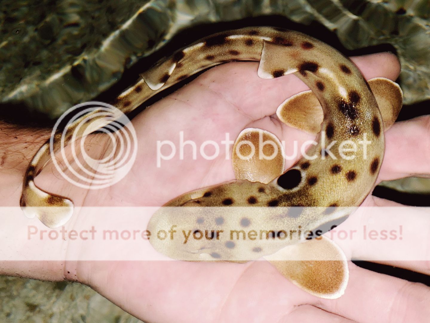 ofdMHnzg zpsverxpkw3 - Epaulette, White Spotted Bamboos, Smooth hound, Horn Sharks, And A Whole Lot More!!!